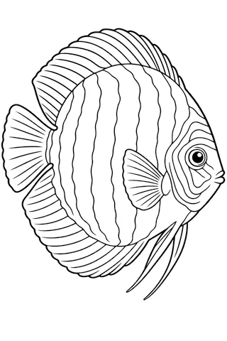 Coloriage à imprimer : Discus (Symphysodon discus), dessin au trait noir sur fond blanc.