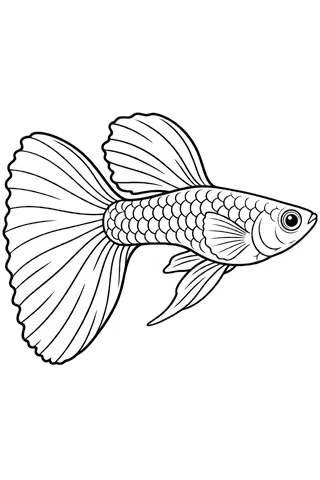 Coloriage à imprimer : Guppy (Poecilia reticulata), dessin au trait noir sur fond blanc.