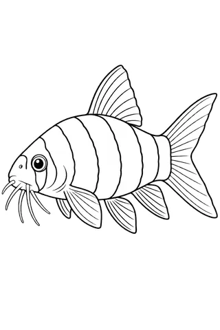 Coloriage à imprimer : Loche clown (Chromobotia macracanthus), dessin au trait noir sur fond blanc.