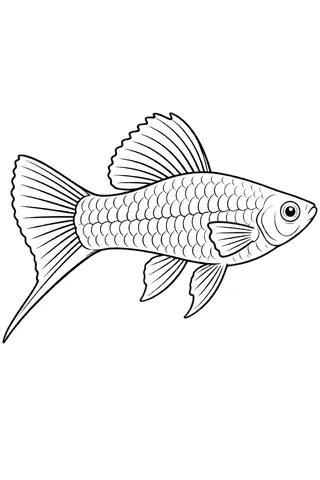 Coloriage à imprimer : Porte-épée (Xiphophorus hellerii), dessin au trait noir sur fond blanc.