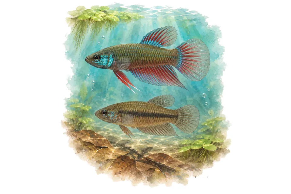 Aquarelle : Betta d'Hendra, mâle et femelle l'un au-dessus de l'autre dans une eau turquoise.