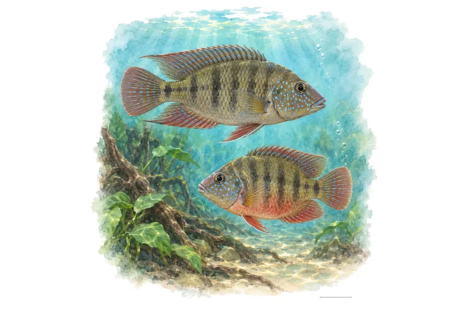 Aquarelle : Cichlidé de Günther, mâle et femelle l'un au-dessus de l'autre dans une eau turquoise.