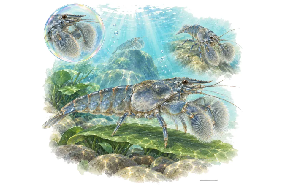 Aquarelle : Crevette bleue du Gabon (Atya gabonensis) dans une eau turquoise lumineuse, avec une vue de trois quarts et un détail dans une bulle.