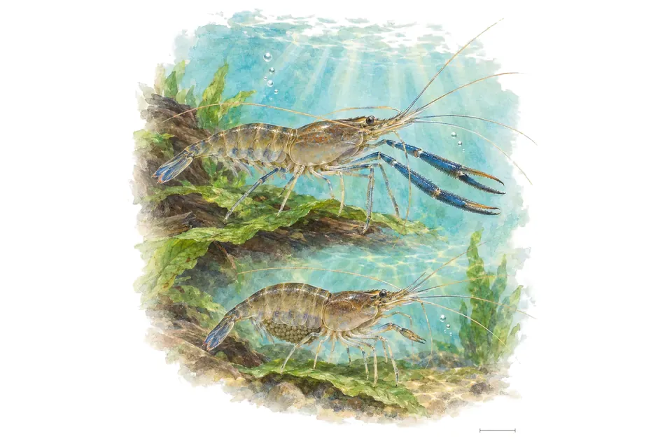Aquarelle : Crevette d’Assam, mâle et femelle l'un au-dessus de l'autre dans une eau turquoise.