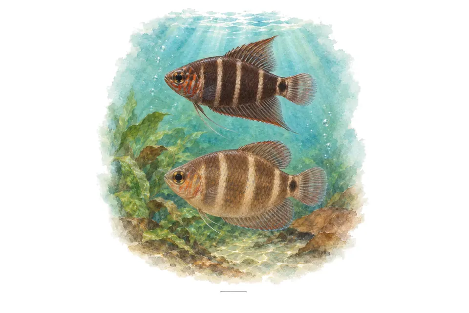 Aquarelle : Gourami chocolat de Vaillant, mâle et femelle l'un au-dessus de l'autre dans une eau turquoise.