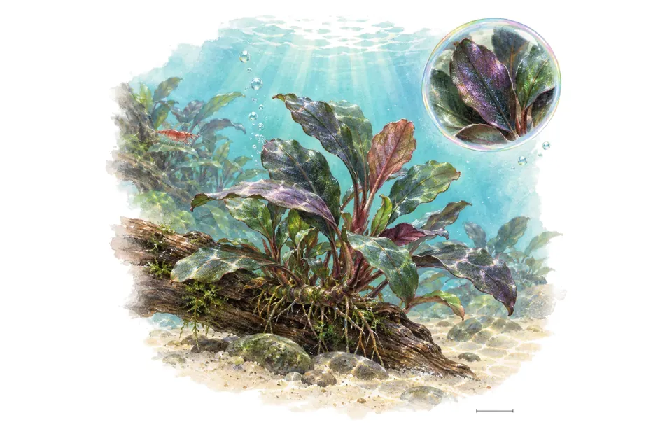 Aquarelle : Bucephalandra Deep Purple (Bucephalandra sp. 'Deep Purple') dans une eau turquoise lumineuse, avec un détail dans une bulle.