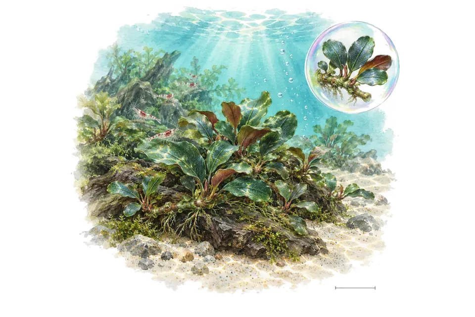 Aquarelle : Bucephalandra pygmaea (Bucephalandra pygmaea) dans une eau turquoise lumineuse, avec un détail dans une bulle.