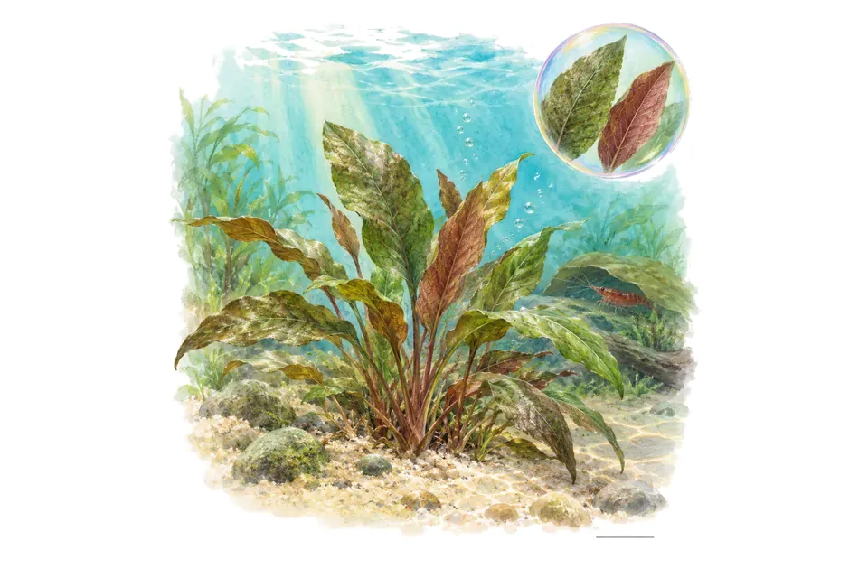 Aquarelle : Cryptocoryne ferruginea (Cryptocoryne ferruginea) dans une eau turquoise lumineuse, avec un détail dans une bulle.
