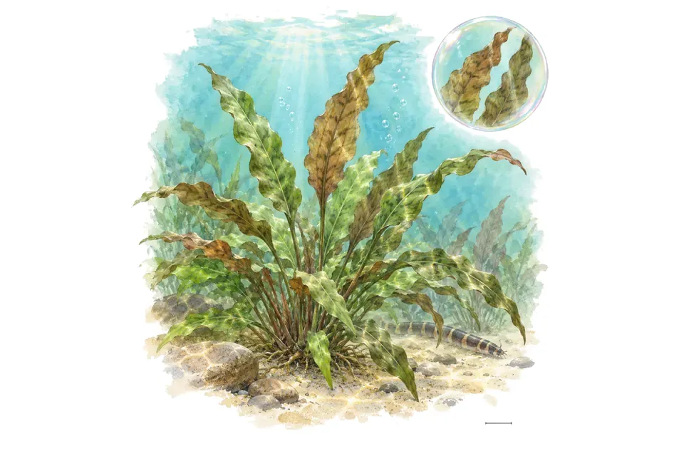 Aquarelle : Cryptocoryne ondulée (Cryptocoryne undulata) dans une eau turquoise lumineuse, avec un détail dans une bulle.