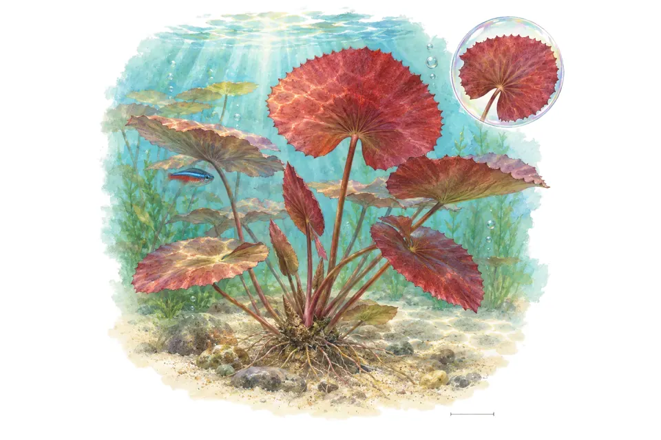 Aquarelle : Nymphéa rouge (Nymphaea rubra) dans une eau turquoise lumineuse, avec un détail dans une bulle.